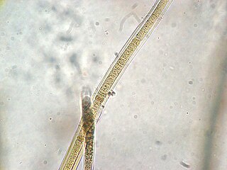 <i>Scytonema</i> Genus of bacteria