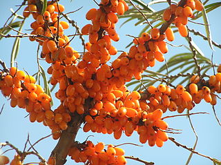 <span class="mw-page-title-main">Sea buckthorn oil</span> Vegetable oil
