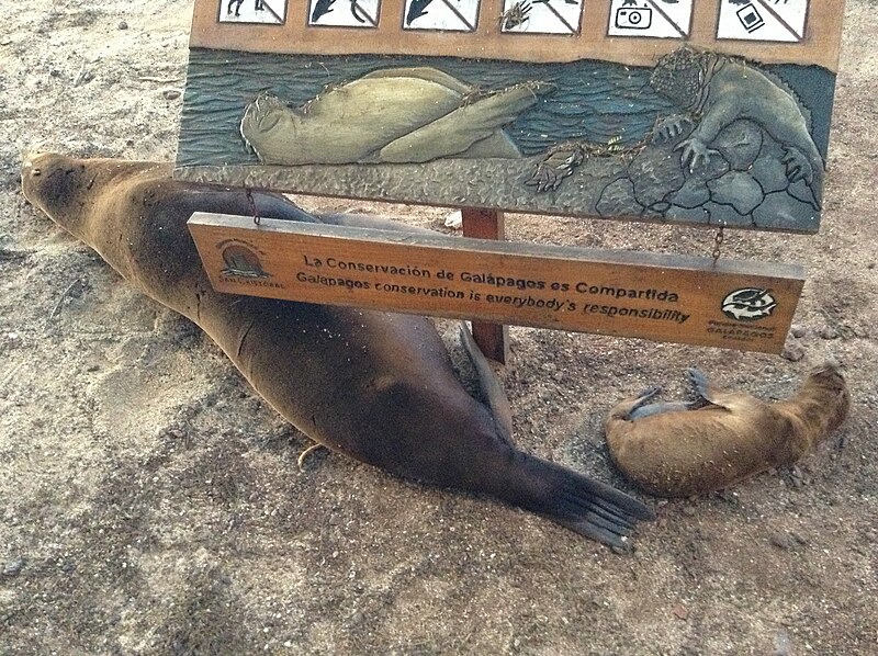 File:Sea lions sleeping under conservation sign in Puerto Baquerizo Moreno, Galapagos Islands.JPG