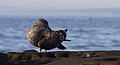 * Nomination A Heermann's Gull (Larus heermanni) in La Jolla (San Diego, California). --Rhododendrites 04:36, 30 November 2016 (UTC) * Promotion Good quality. -- Ikan Kekek 04:53, 30 November 2016 (UTC)