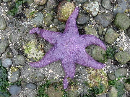 purple seastar found on Kitsap Peninsula beach