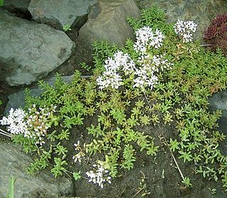 <i>Sedum album</i> species of plant