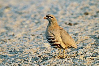 <span class="mw-page-title-main">See-see partridge</span> Species of bird