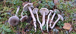 Seepheinik Tricholoma saponaceum Foto: Sven Pruul