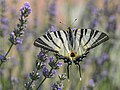 * Nomination Upperside view of a Scarce Swallowtail (Iphiclides podalirius) --Isiwal 18:51, 30 July 2021 (UTC) * Promotion  Support Good quality. --Knopik-som 23:33, 30 July 2021 (UTC)