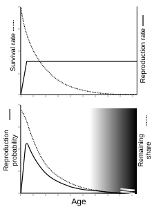 (a) The survival rate within a population decreases with age, while the reproduction rate remains constant. (b) The reproduction probability peaks early in life, at sexual maturity, and then steadily decreases as an individual ages, with the remaining share of the population decreasing with age as they enter the selection shadow. Selection shadow.svg