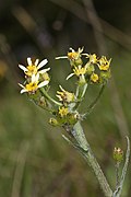 Senecio integerrimus