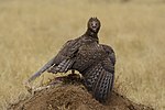 Thumbnail for File:Serengeti National Park 2021-09 - Polemaetus bellicosus - martial eagle.jpg