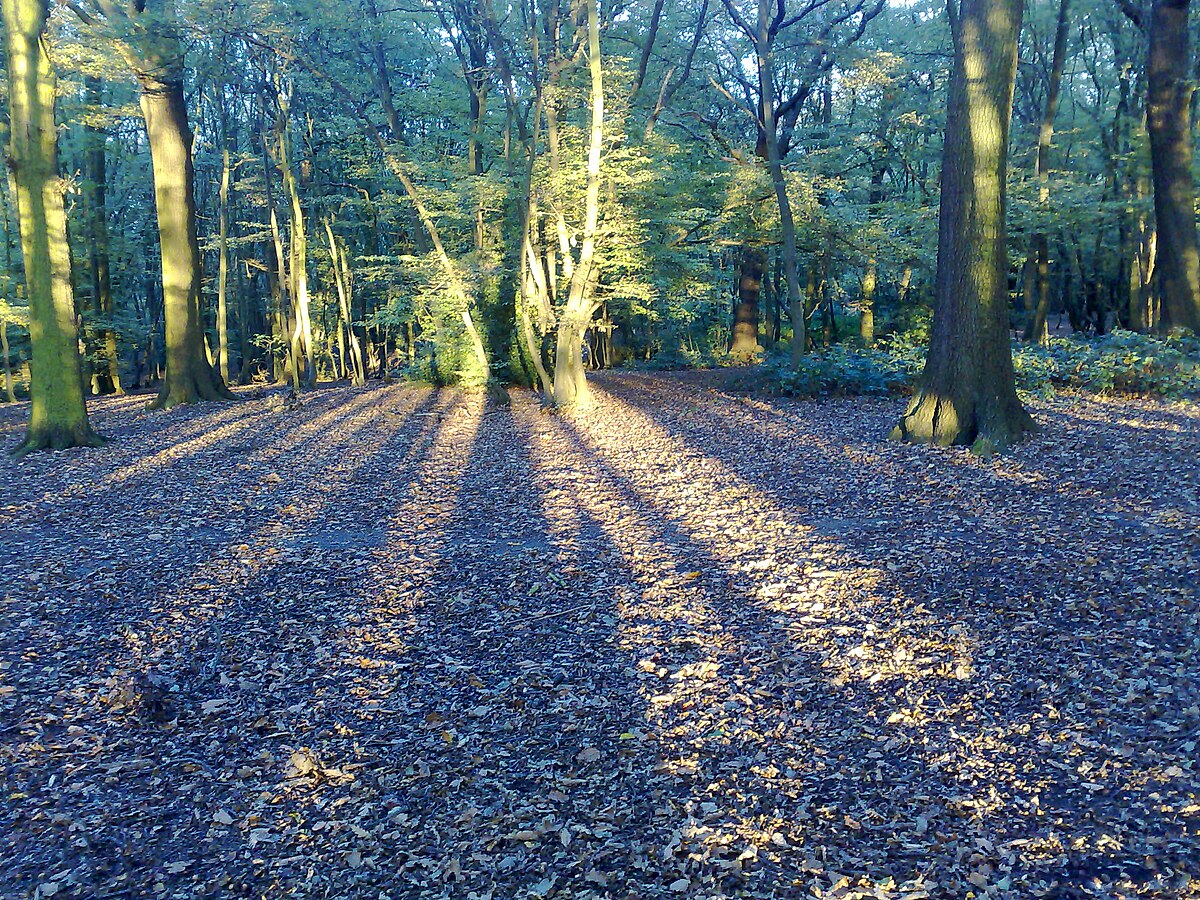 Coldfall Wood Wikipedia