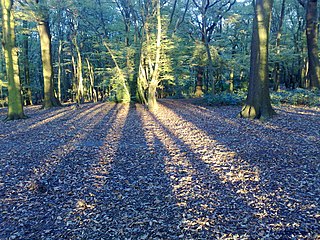 <span class="mw-page-title-main">Coldfall Wood</span> Ancient woodland in Muswell Hill, North London
