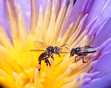 Bees learn and communicate in a variety of ways. Sharing Information.jpg