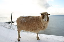 Sheep (Faroe Islands).jpg