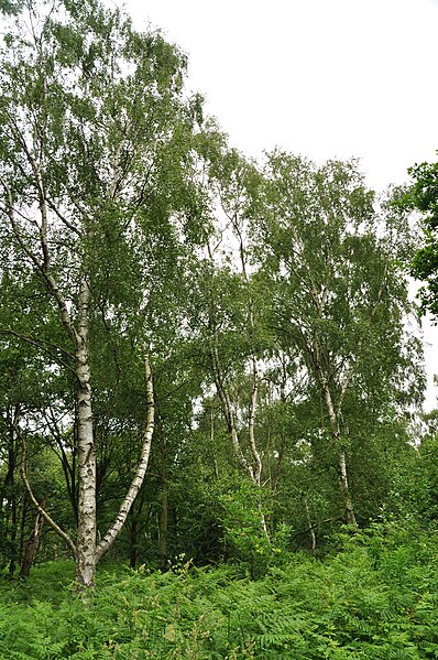 File:Sherwood Forest (9583).jpg