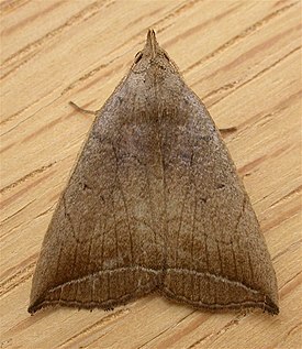 Simplicia armatalis