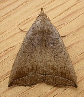 <i>Simplicia armatalis</i> Species of moth