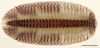 <span class="mw-page-title-main">Siphonocryptida</span> Order of millipedes