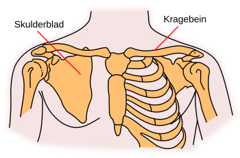 350px-Skulderbogen.svg.png