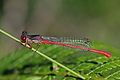 * Nomination Small red damselfly (Ceriagrion tenellum) old male, Hampshire --Charlesjsharp 09:05, 7 September 2016 (UTC) * Promotion Good quality. --Poco a poco 11:39, 7 September 2016 (UTC)