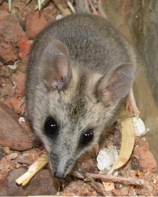 <span class="mw-page-title-main">Stripe-faced dunnart</span> Species of marsupial