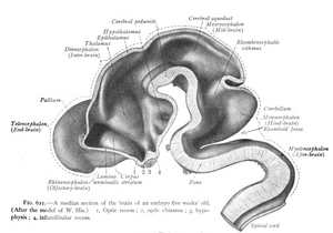 CNS gezien in een mediane sectie van een vijf weken oud embryo.