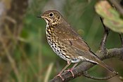 Song Thrush Turdus philomelos.jpg