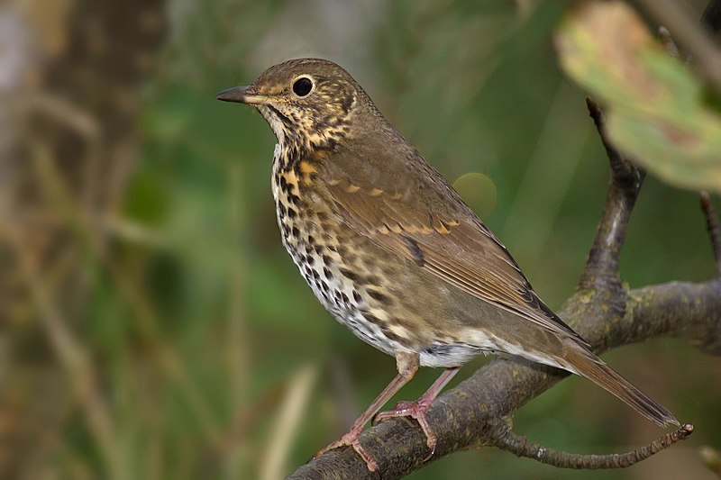 File:Song Thrush Turdus philomelos.jpg