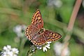 * Nomination: Sooty copper (Lycaena tityrus) female, Bulgaria --Charlesjsharp 08:17, 31 August 2017 (UTC) * * Review needed