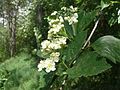 Sorbus badensis Germany - Tauberland