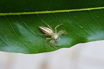 Telamonia dimidiata (Two-striped jumper) female