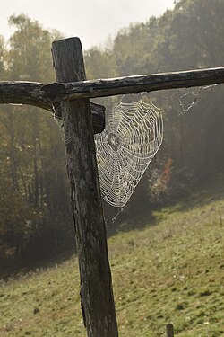 Spider web, Cassaniouze, Cantal, France