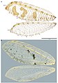 Spilosmylus (10.3897-zookeys.712.19883) Figure 2.jpg