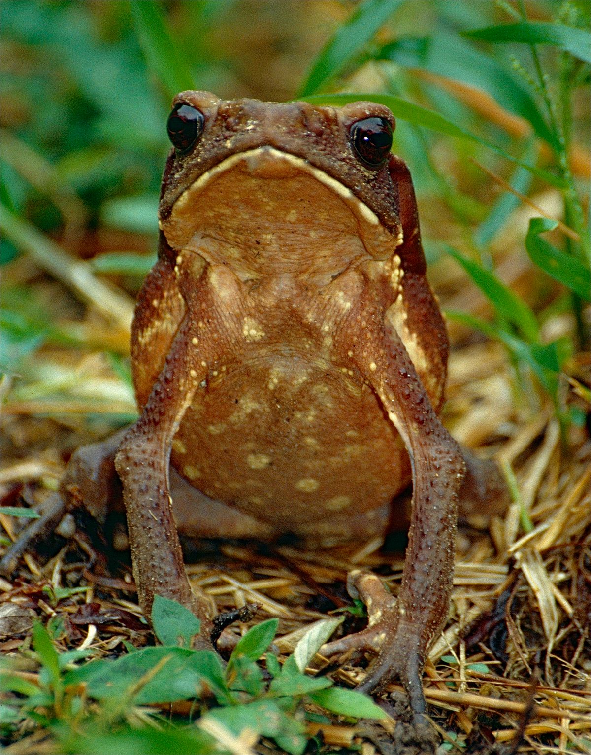 коричневая лягушка фото