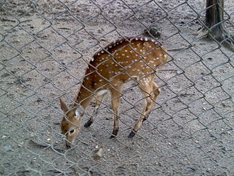 A spotted deer at Maharajbagh Spotted deer at Maharajbag Zoo.jpg