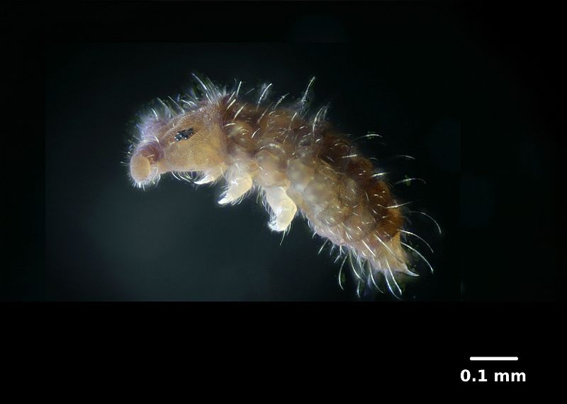 File:Springtail sideview 01.jpg