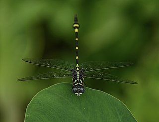 <i>Macrogomphus lankanensis</i> Species of dragonfly