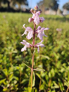 <i>Stachys floridana</i> Species of flowering plant