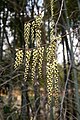 キブシ Stachyurus praecox