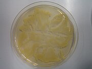 Staphylococcus aureus-odling