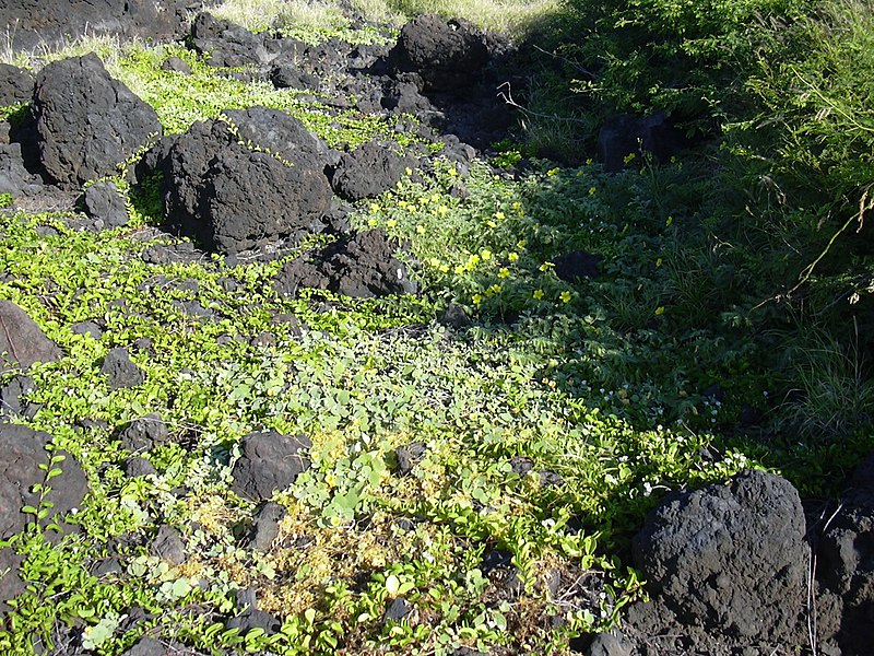 File:Starr-040331-0243-Tribulus cistoides-habit-Kanaio-Maui (24700509625).jpg