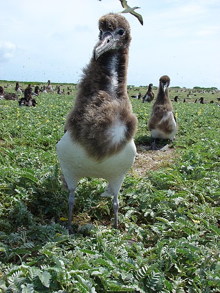 File:Starr-080605-6531-Tribulus cistoides-habit with Laysan albatross chicks-Eastern Island-Midway Atoll (24914088845).jpg