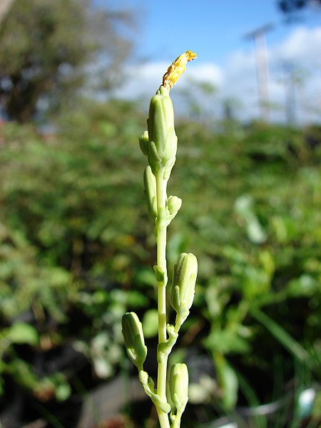 File:Starr-081031-0393-Lactuca sativa-lettuce bolting-Makawao-Maui (24833333081).jpg