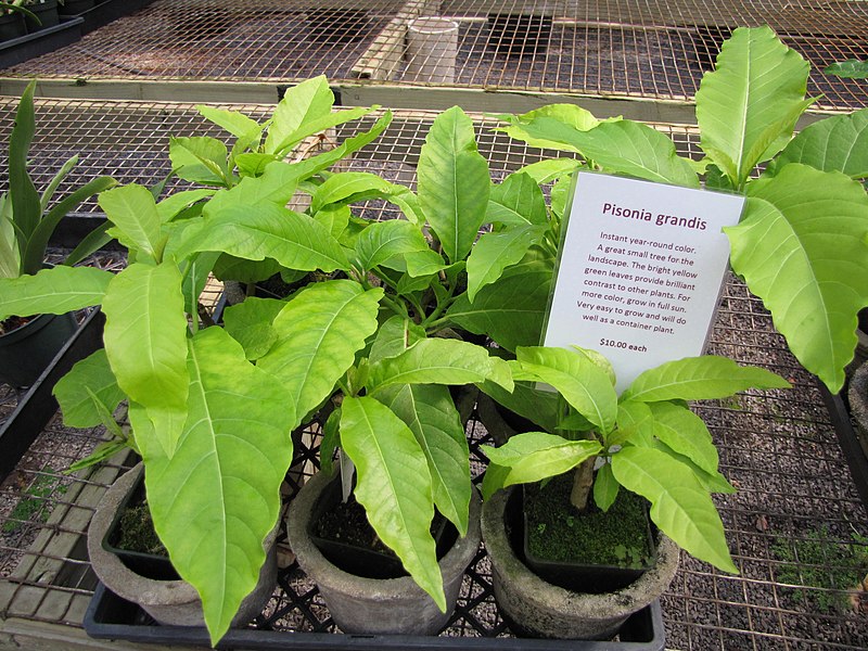 File:Starr-120522-5904-Pisonia grandis-seedlings for sale-Iao Tropical Gardens of Maui-Maui (24775172759).jpg
