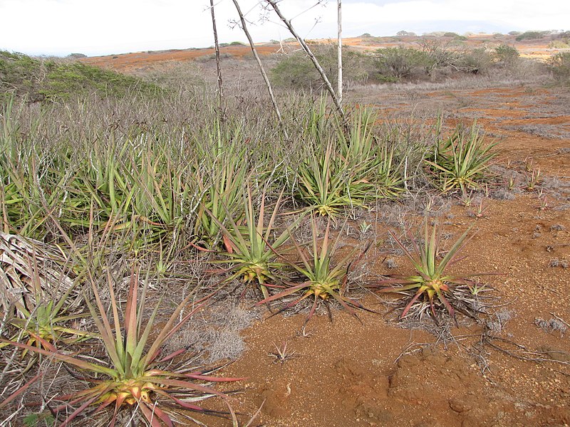 File:Starr-121220-1311-Agave sisalana-habit-Near Puu Moaulaiki-Kahoolawe (25171067456).jpg