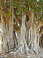 Lesík z kořenů fíkovníku banyánu (Ficus benghalensis)