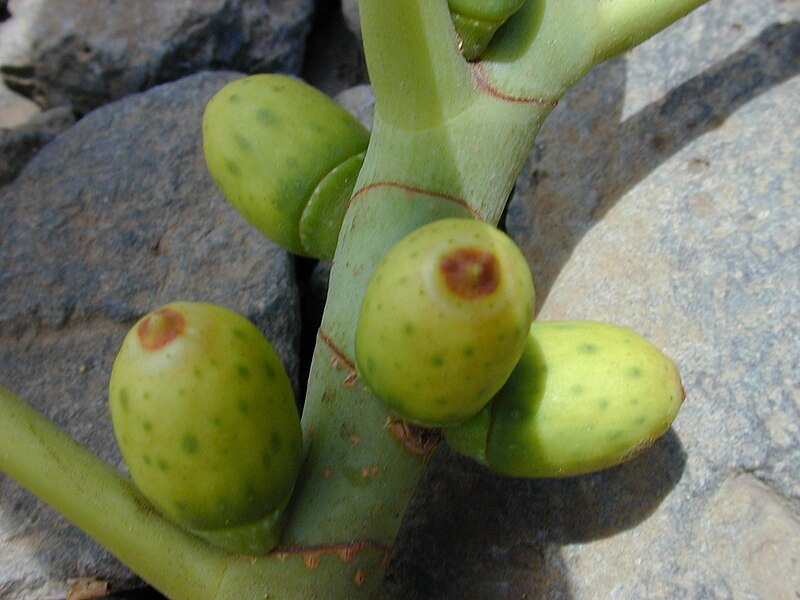 File:Starr 010424-0012 Ficus elastica.jpg