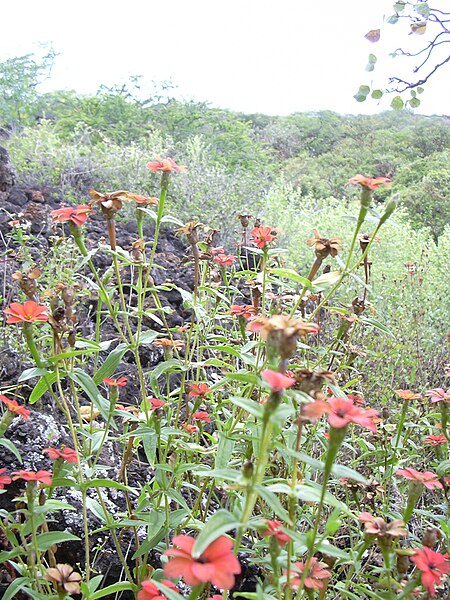 File:Starr 040513-0046 Zinnia peruviana.jpg