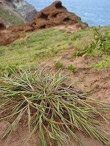 Старр 080314-3546 Panicum fauriei.jpg