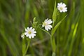 Français : Stellaria holostea Brasles (Aisne), France