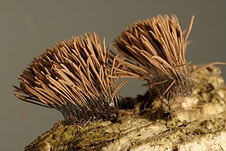 <i>Stemonitis axifera</i> Species of slime mold