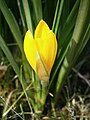 Sternbergia lutea side-view flower